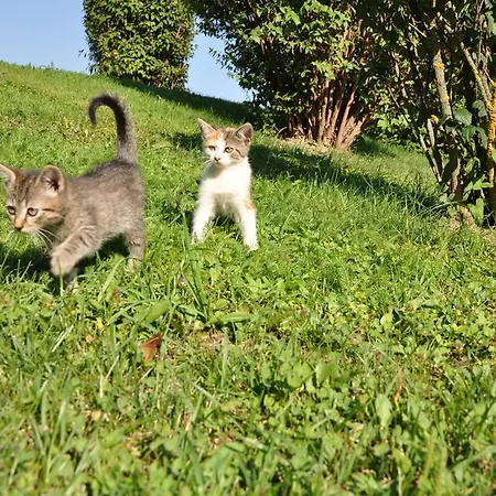 Apartment Karglhof Stammhaus